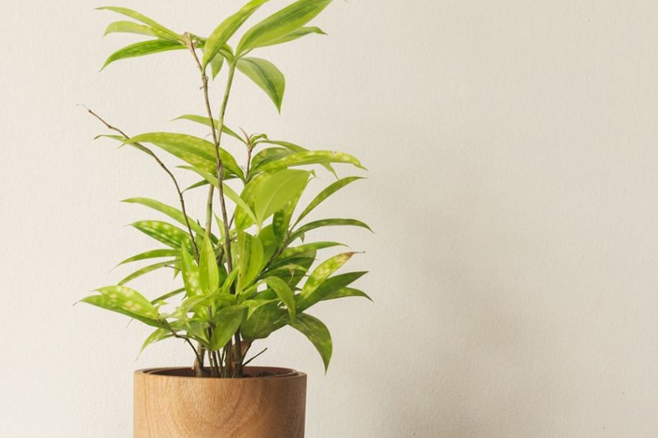 Đặc điểm và phân loại cây Trúc Nhật Vàng